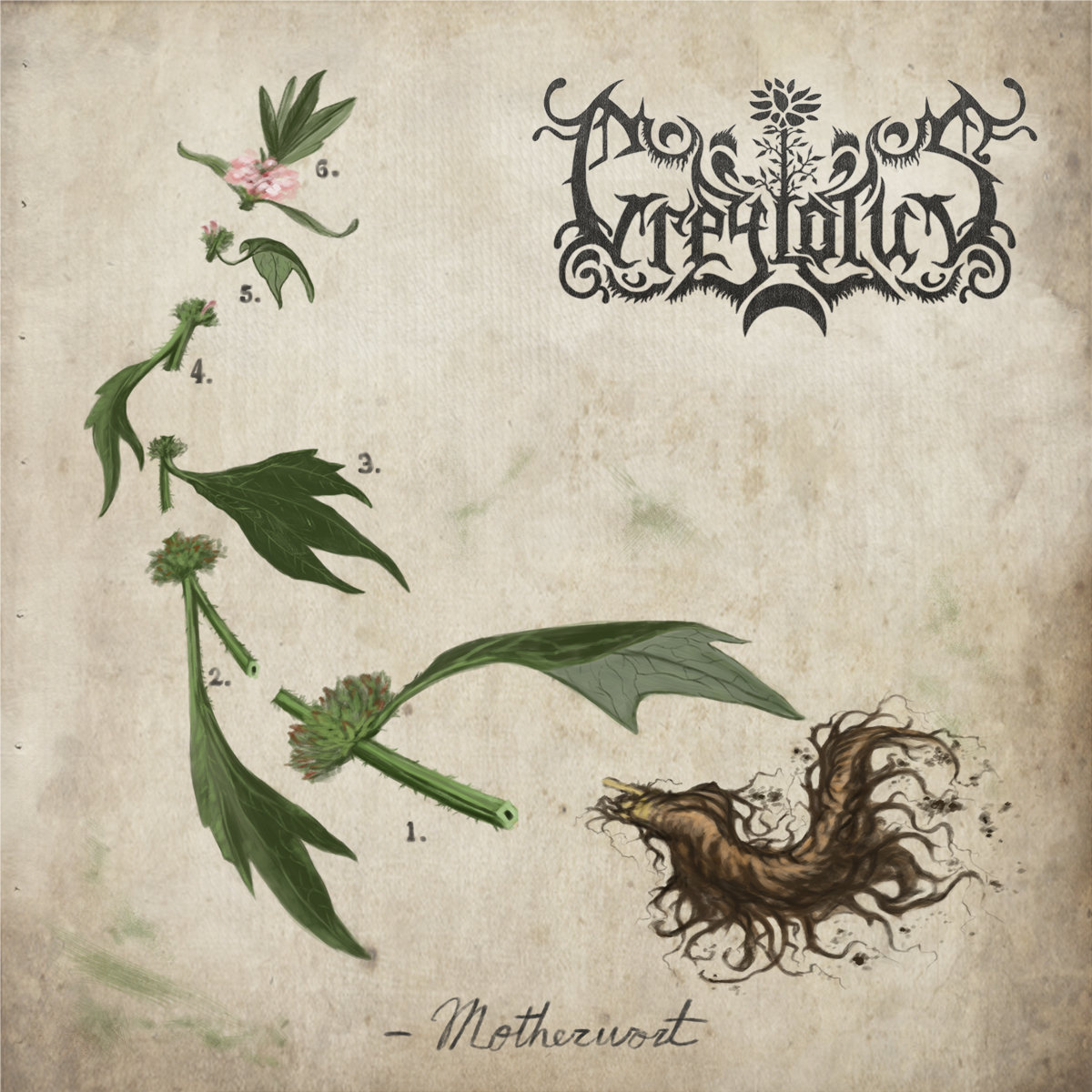 Greylotus – Motherwort