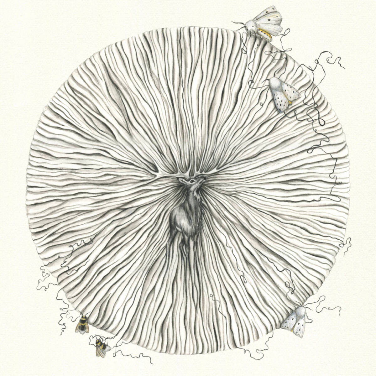 Danefae – Trøst